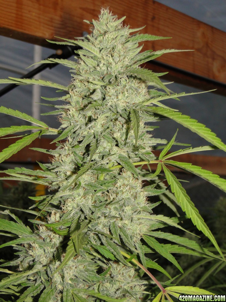 Organic Silver Fox (Super Silver Haze x Kali Mist x Grand Daddy Purple)