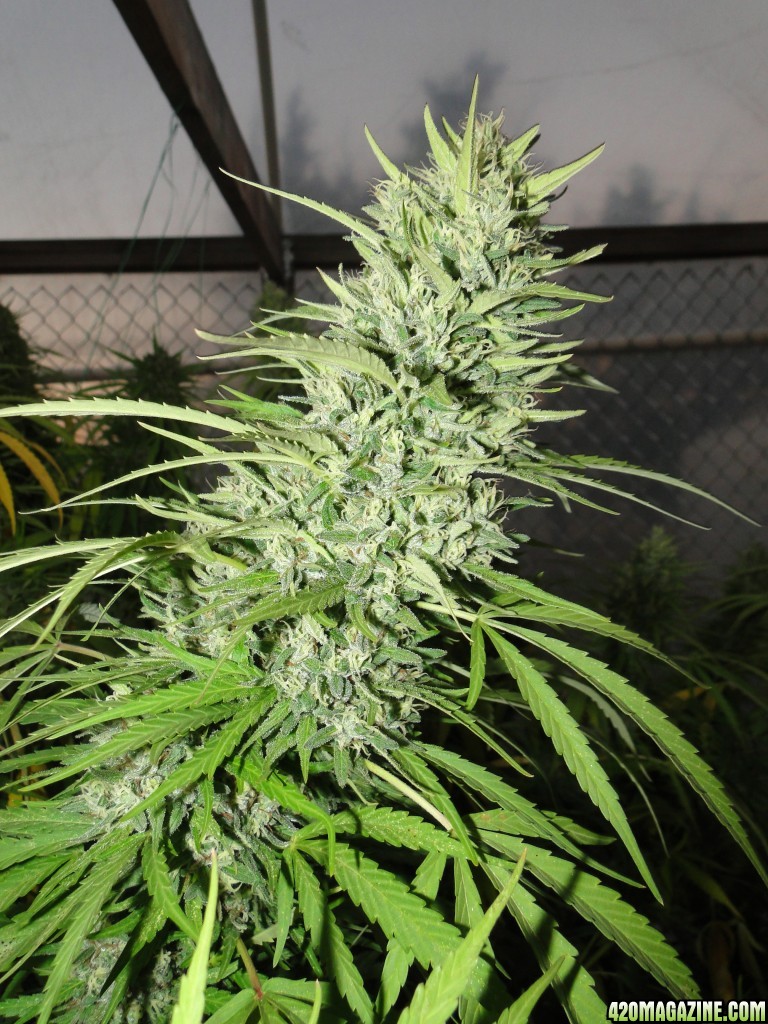 Organic Silver Fox-Week 11 of Flowering