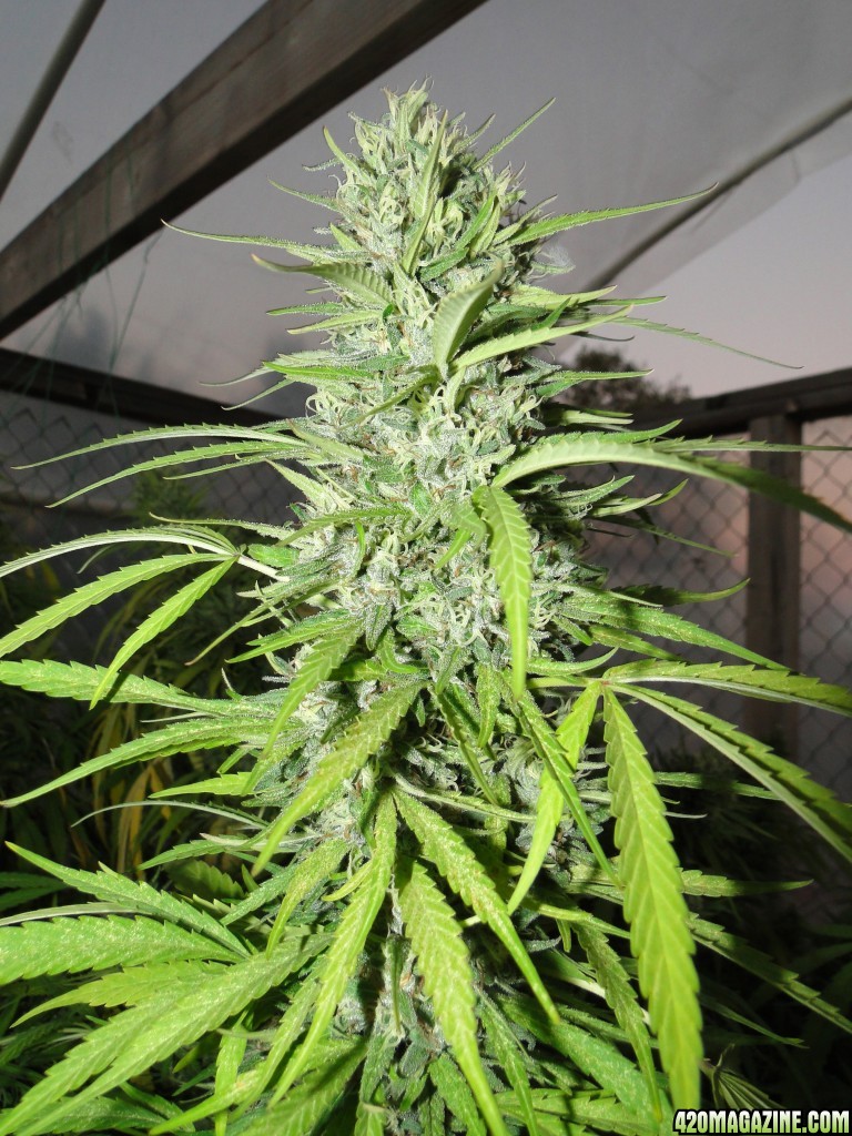 Organic Silver Fox-Week 11 of Flowering