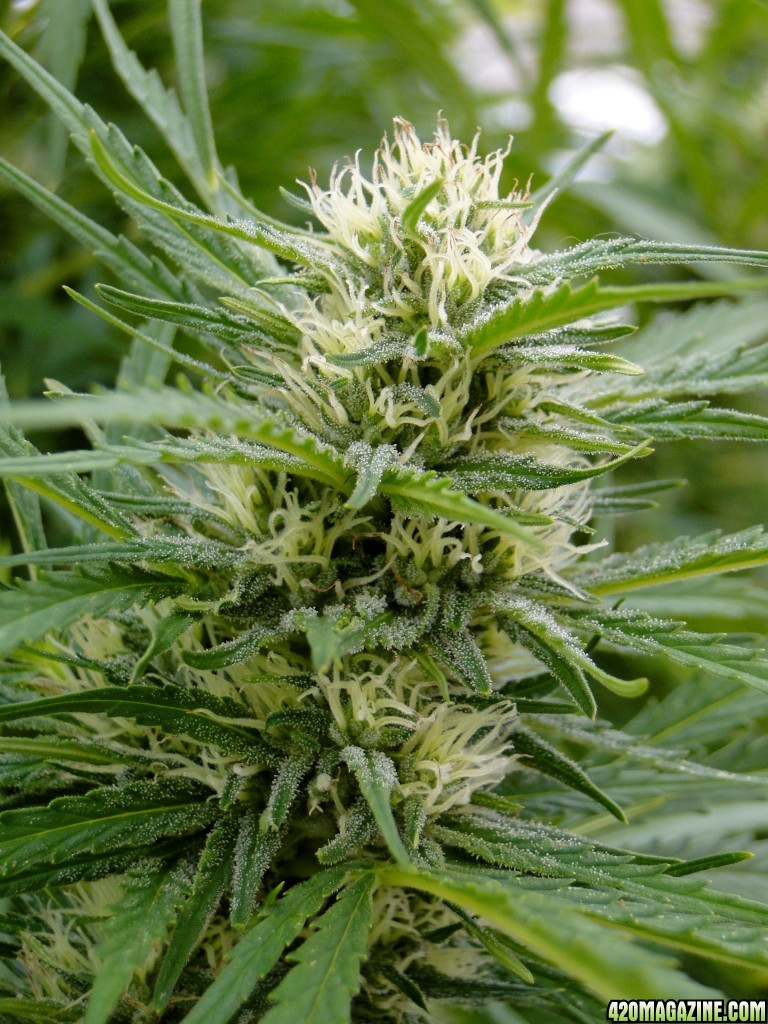 Organic Silver Fox-Week 4 of Flowering