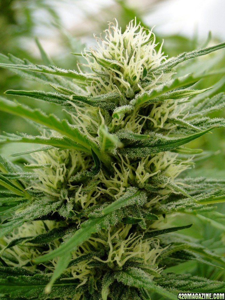 Organic Silver Fox-Week 4 of Flowering