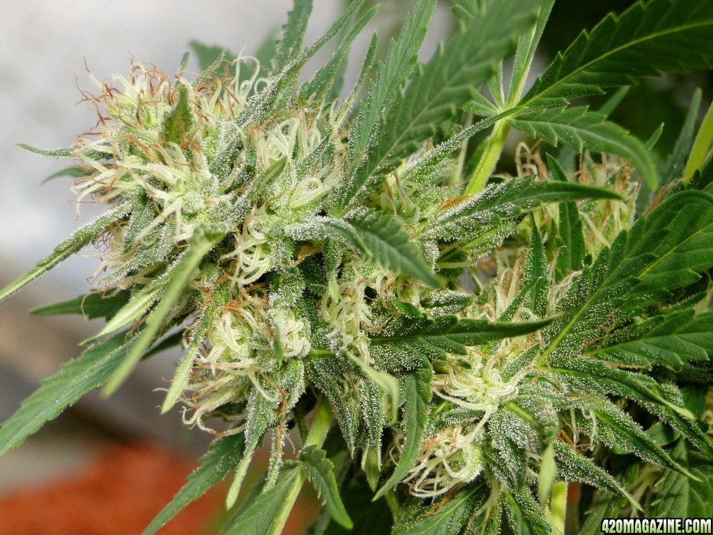 Organic Silver Fox-Week 5 of Flowering