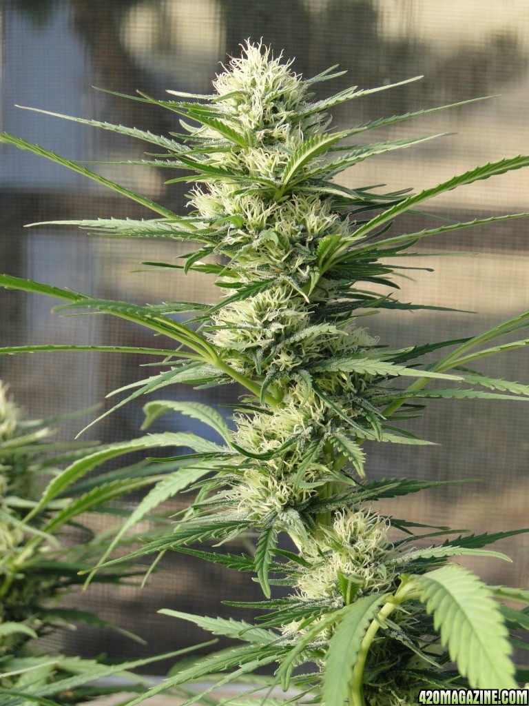 Organic Silver Fox-Week 5 of Flowering