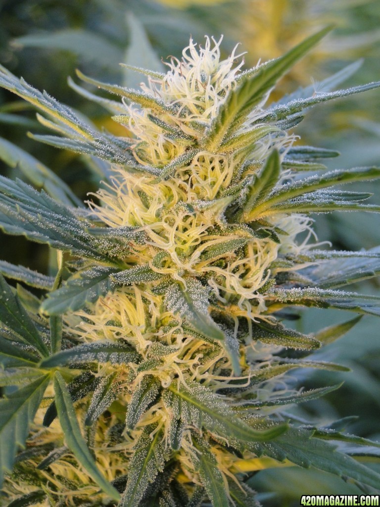 Organic Silver Fox-Week 5 of Flowering