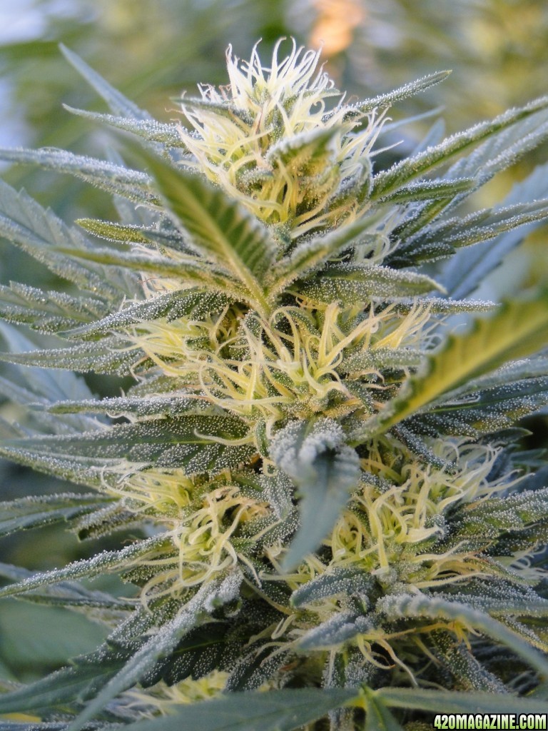 Organic Silver Fox-Week 5 of Flowering