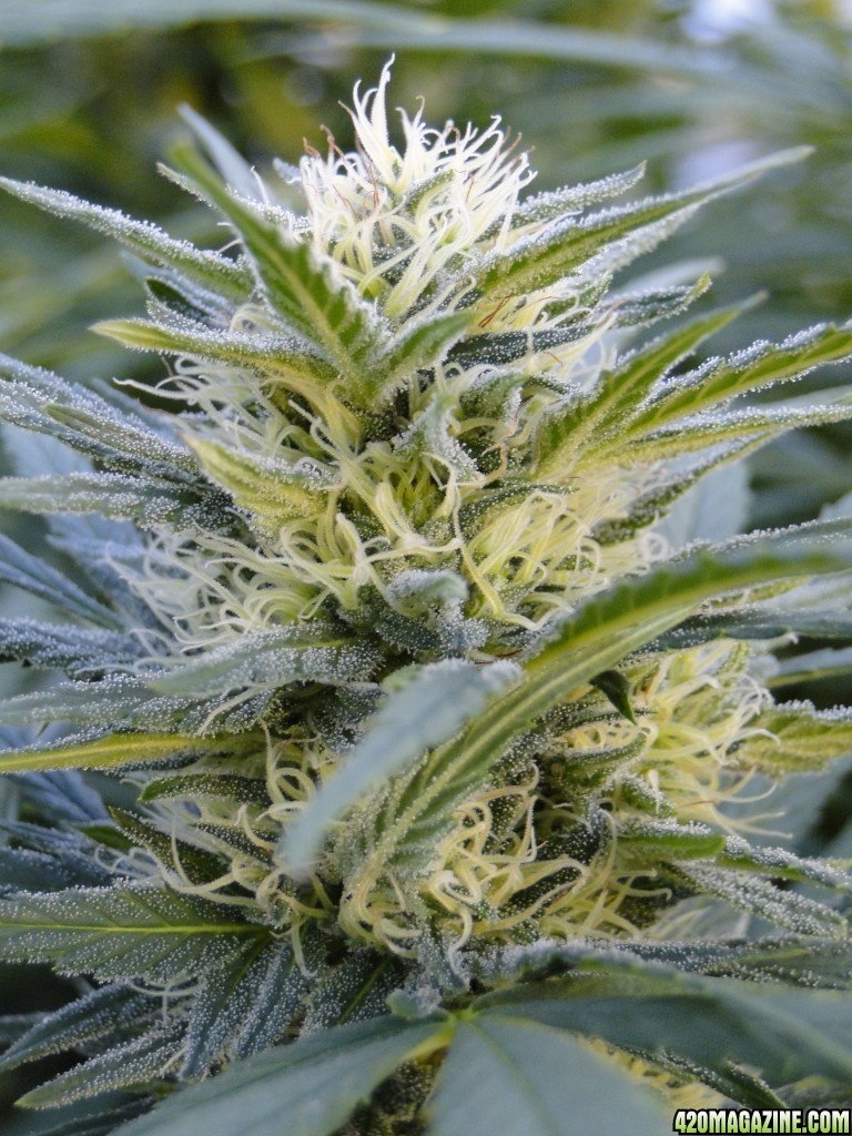 Organic Silver Fox-Week 5 of Flowering