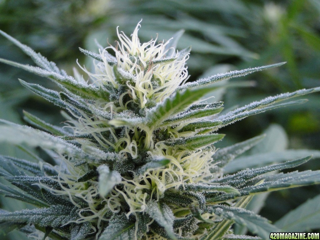 Organic Silver Fox-Week 5 of Flowering