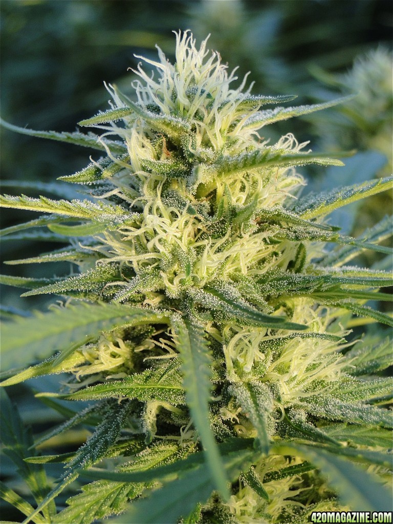 Organic Silver Fox-Week 5 of Flowering