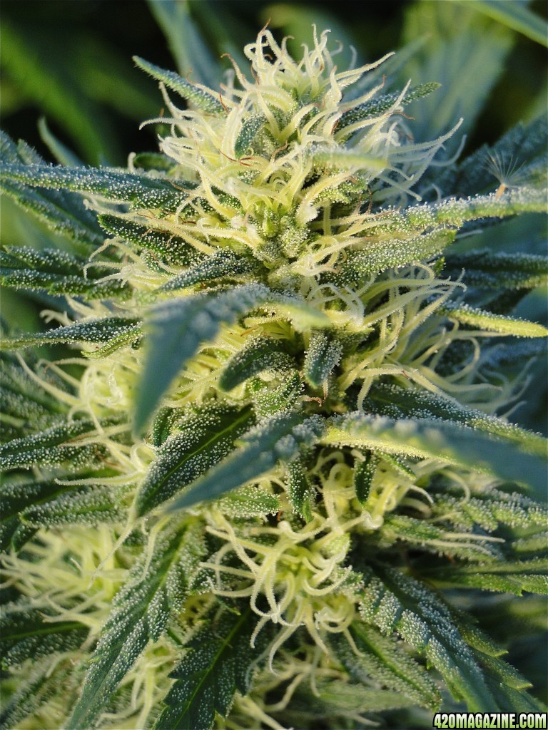 Organic Silver Fox-Week 5 of Flowering