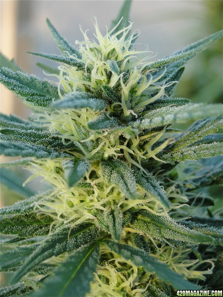 Organic Silver Fox-Week 5 of Flowering