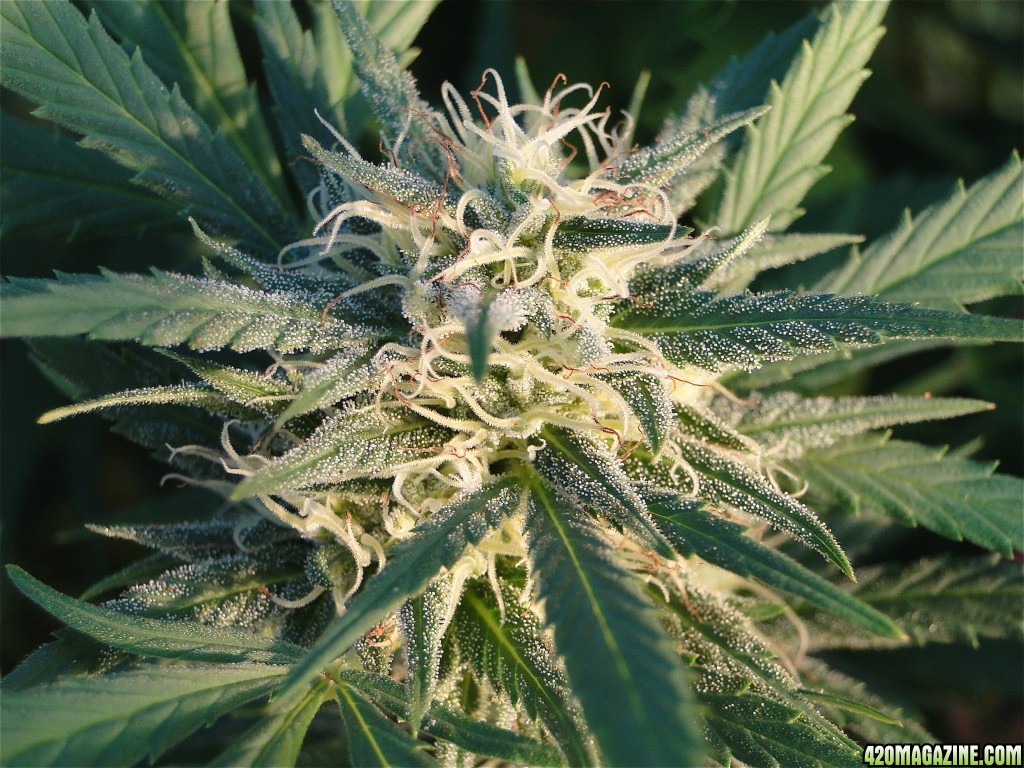 Organic Silver Fox-Week 5 of Flowering