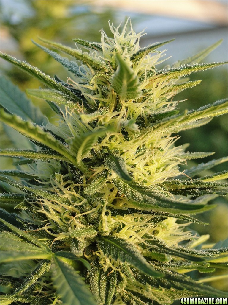 Organic Silver Fox-Week 5 of Flowering