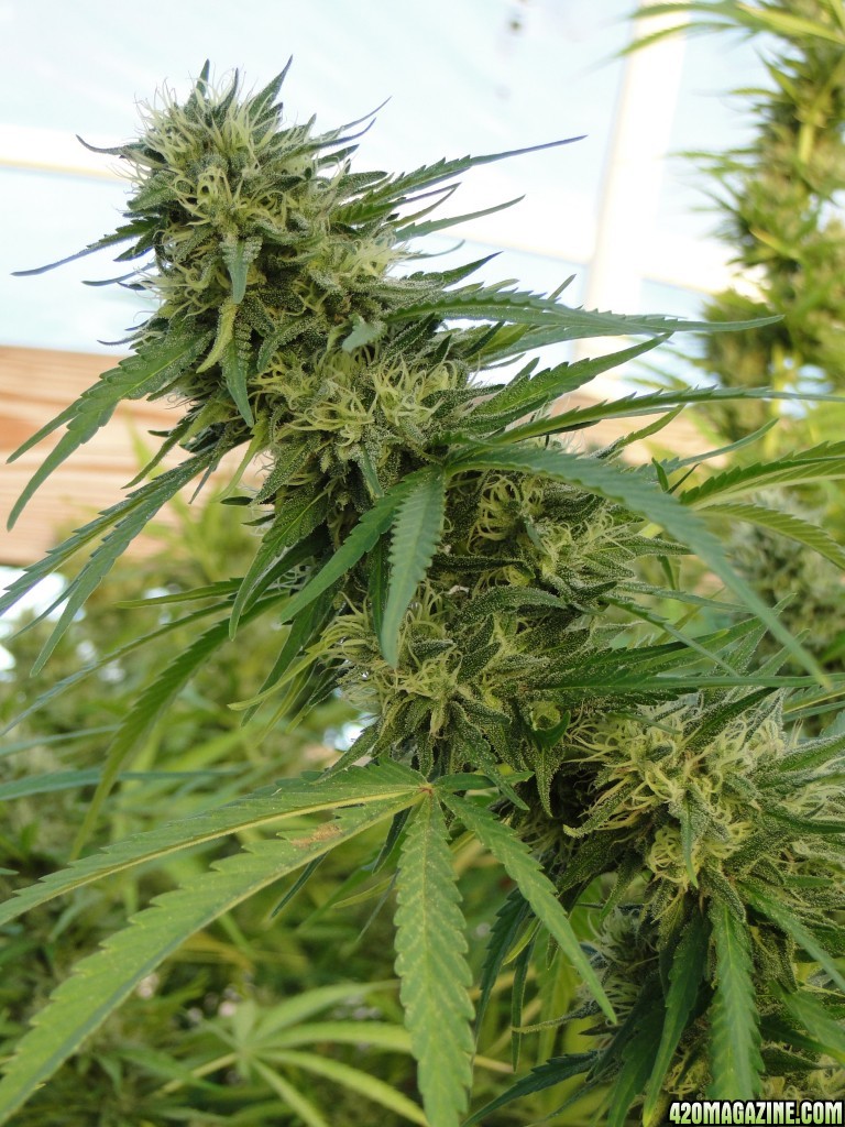 Organic Silver Fox/Week 6 of Flowering-9/4/16