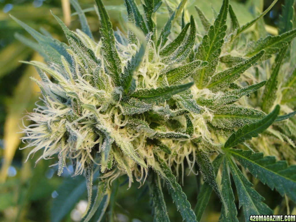 Organic Silver Fox/Week 6 of Flowering-9/4/16