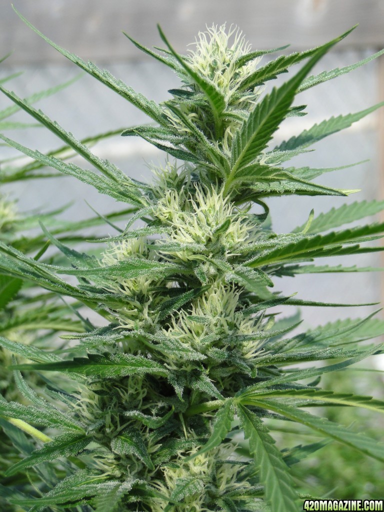 Organic Silver Fox-Week 6 of Flowering