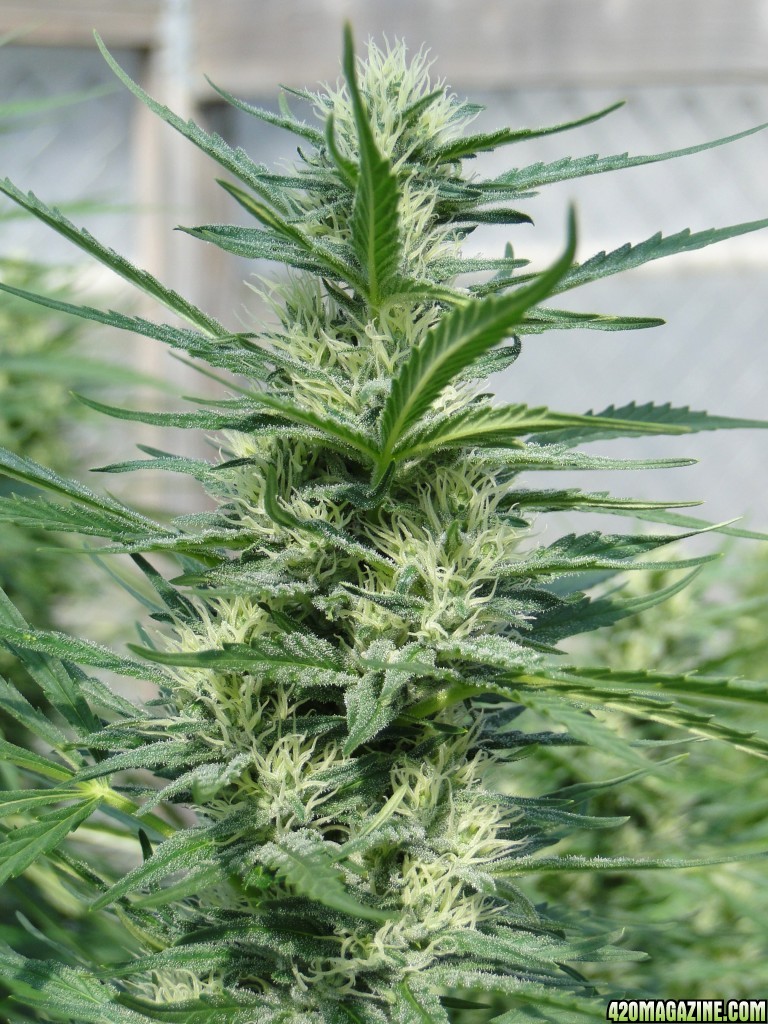 Organic Silver Fox-Week 6 of Flowering