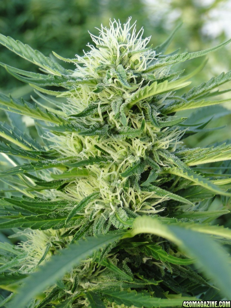 Organic Silver Fox-Week 6 of Flowering