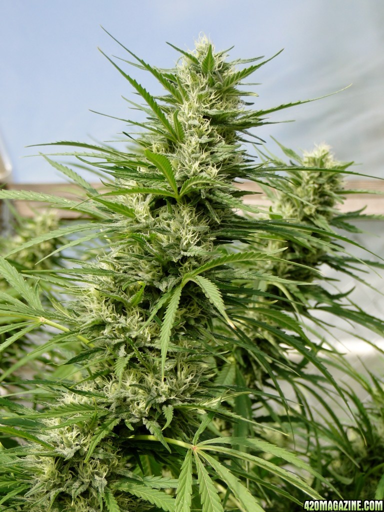 Organic Silver Fox-Week 7 of Flowering