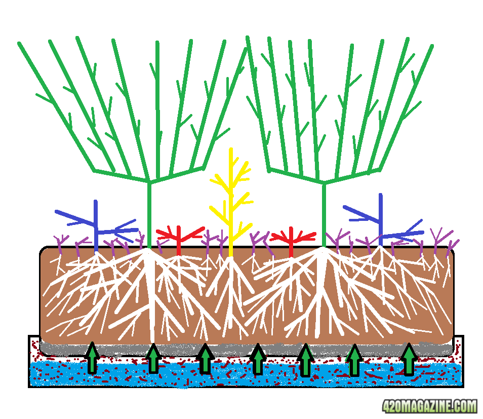 Organic Soil Grow Side View.png