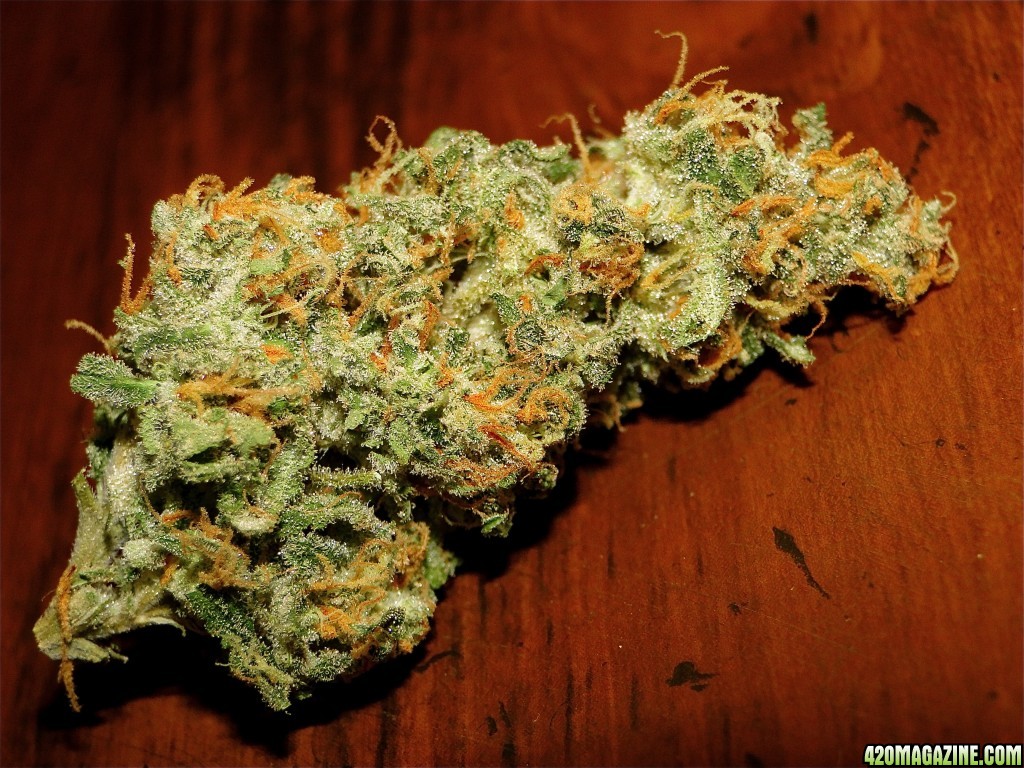 Organic Sour Diesel x O.G. Kush x Hindu Kush