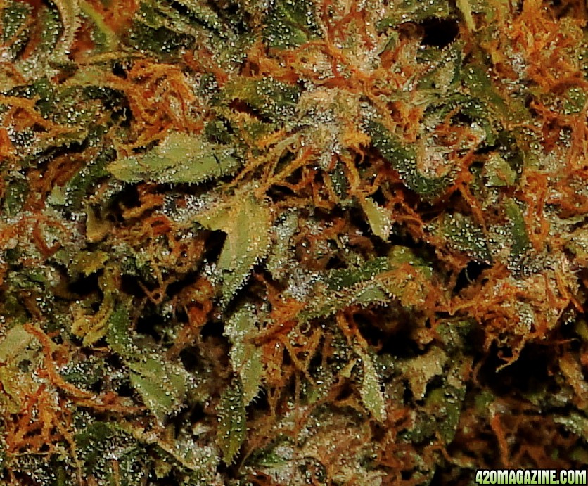 Organic Sour Diesel x OG Kush x Hindu Kush Closeup