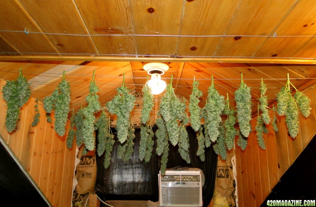 Organic Sour Diesel x OG Kush x Hindu Kush-Day 1 of Drying