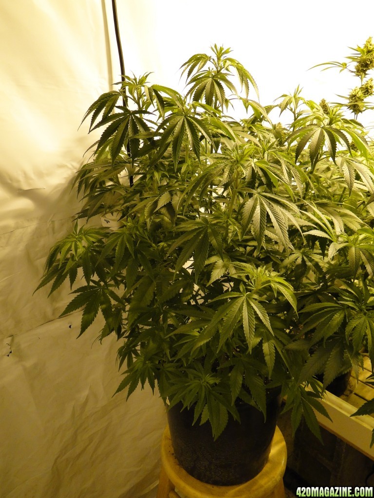 Organic Sour Diesel x OG Kush x Hindu Kush-Day 1 of Flowering