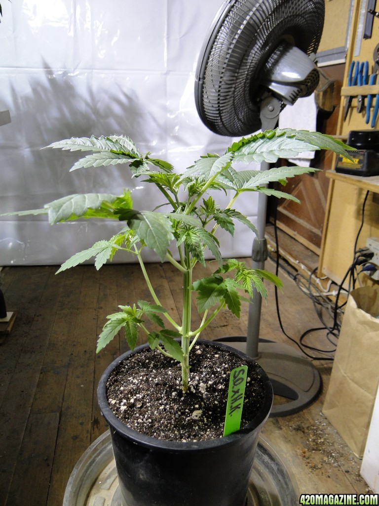 Organic Sour Diesel x OG Kush x Hindu Kush-Day 20 from Seed