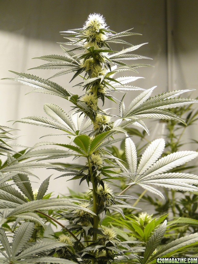 Organic Sour Diesel x OG Kush x Hindu Kush-Day 21 of Flowering