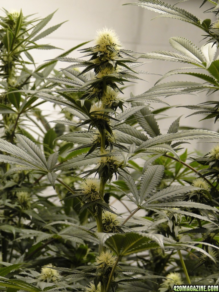 Organic Sour Diesel x OG Kush x Hindu Kush-Day 21 of Flowering