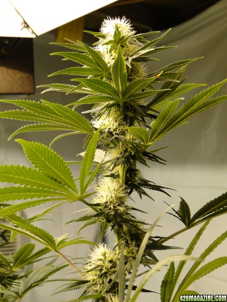 Organic Sour Diesel x OG Kush x Hindu Kush-Day 26 of Flowering