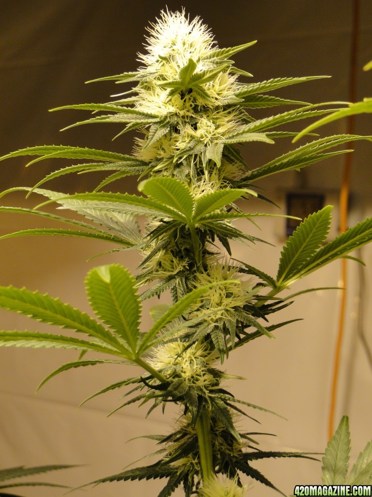 Organic Sour Diesel x OG Kush x Hindu Kush-Day 26 of Flowering