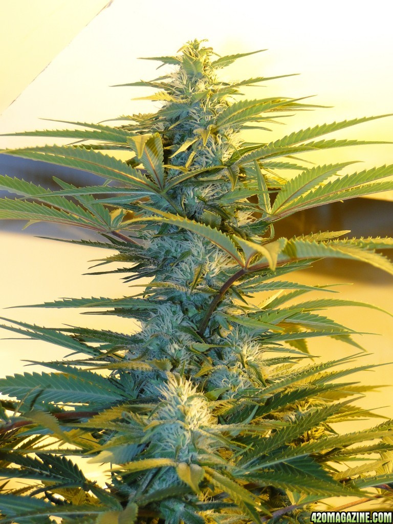 Organic Sour Diesel x OG Kush x Hindu Kush-Day 29 of Flowering