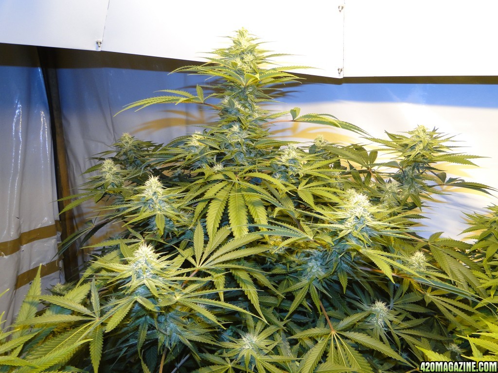 Organic Sour Diesel x OG Kush x Hindu Kush-Day 29 of Flowering