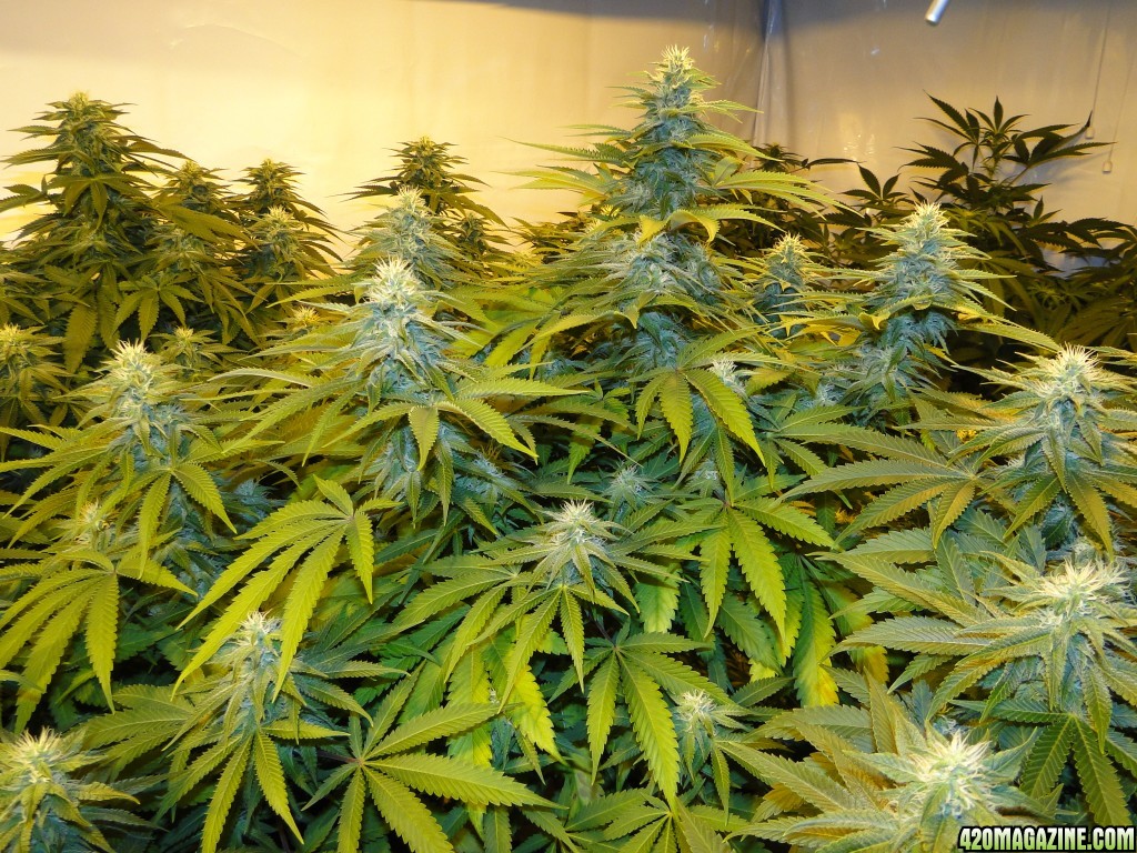 Organic Sour Diesel x OG Kush x Hindu Kush-Day 29 of Flowering