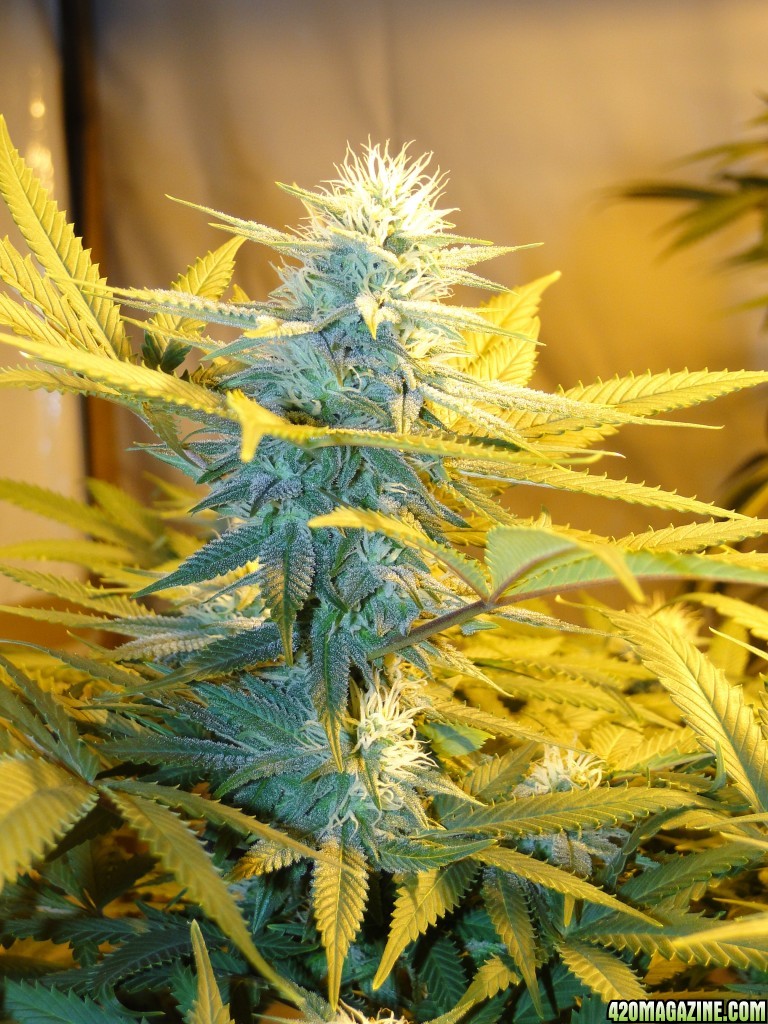 Organic Sour Diesel x OG Kush x Hindu Kush-Day 29 of Flowering