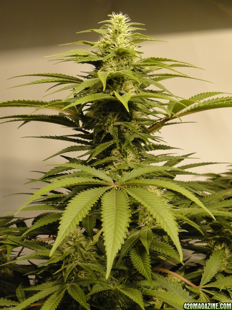 Organic Sour Diesel x OG Kush x Hindu Kush-Day 30 of Flowering