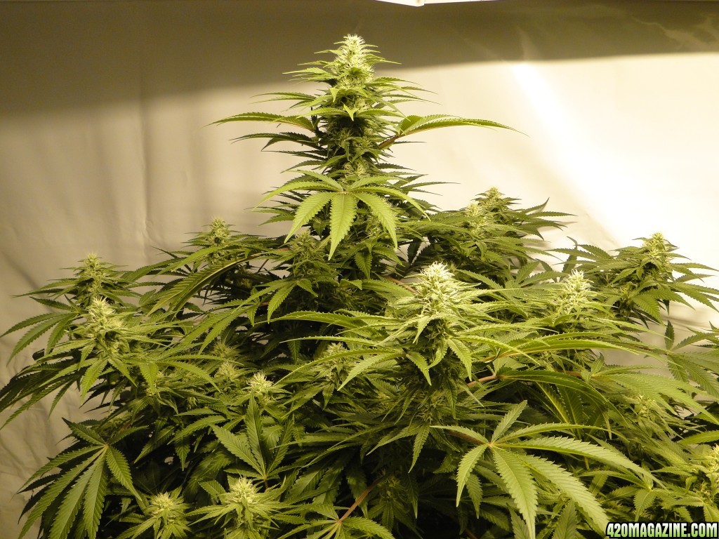 Organic Sour Diesel x OG Kush x Hindu Kush-Day 30 of Flowering