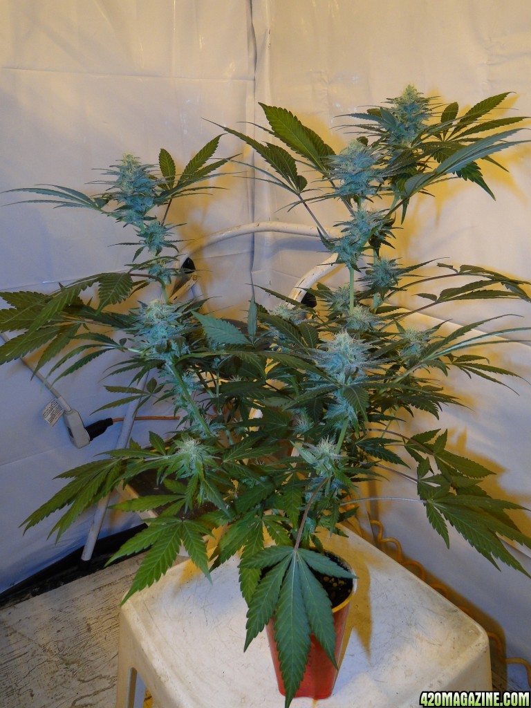 Organic Sour Diesel x OG Kush x Hindu Kush-Day 30 of Flowering