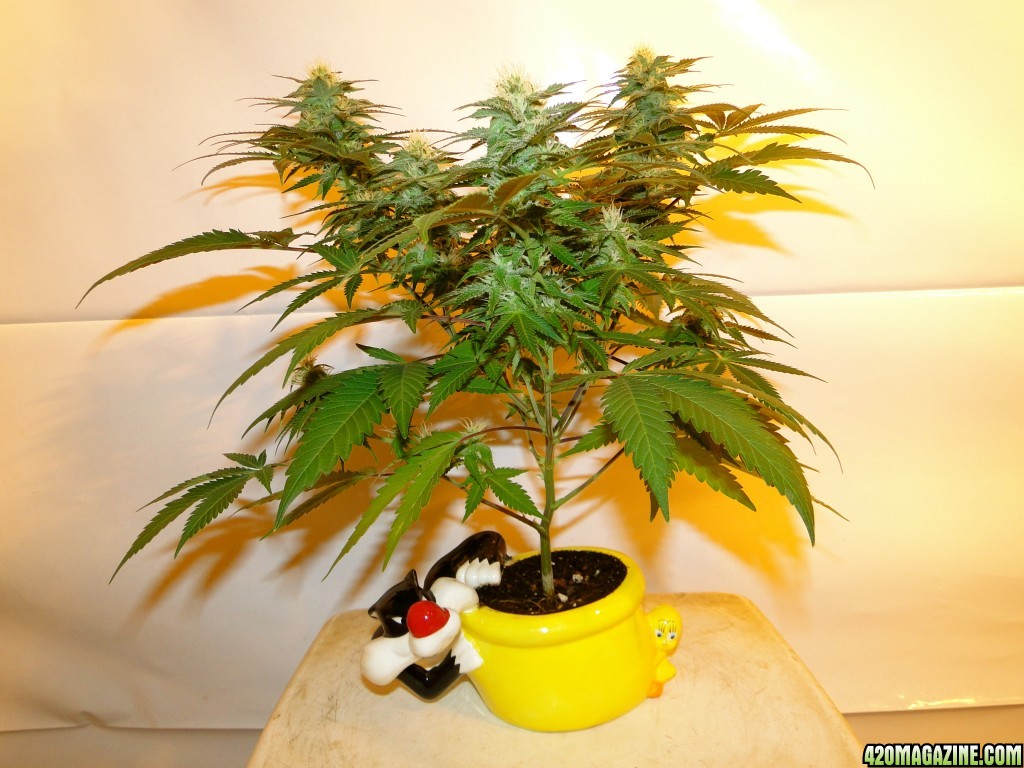 Organic Sour Diesel x OG Kush x Hindu Kush-Day 30 of Flowering