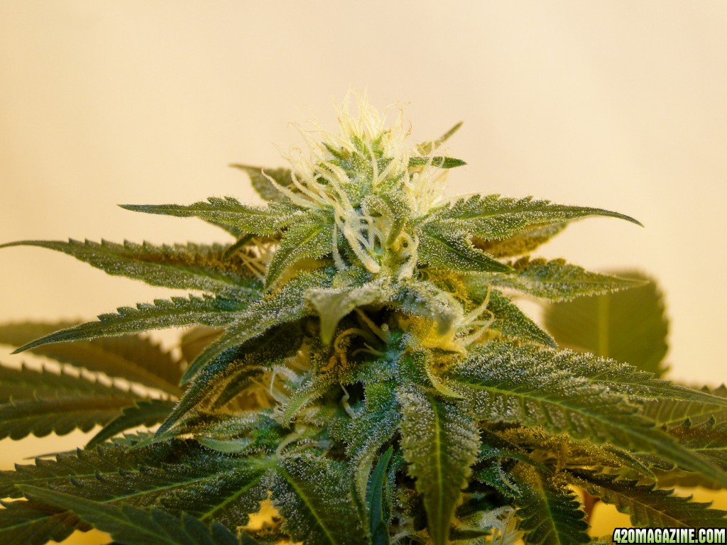 Organic Sour Diesel x OG Kush x Hindu Kush-Day 30 of Flowering