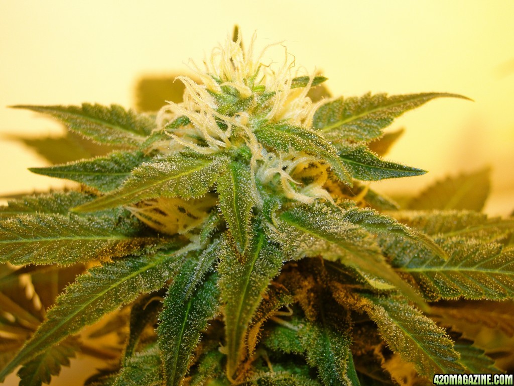 Organic Sour Diesel x OG Kush x Hindu Kush-Day 30 of Flowering