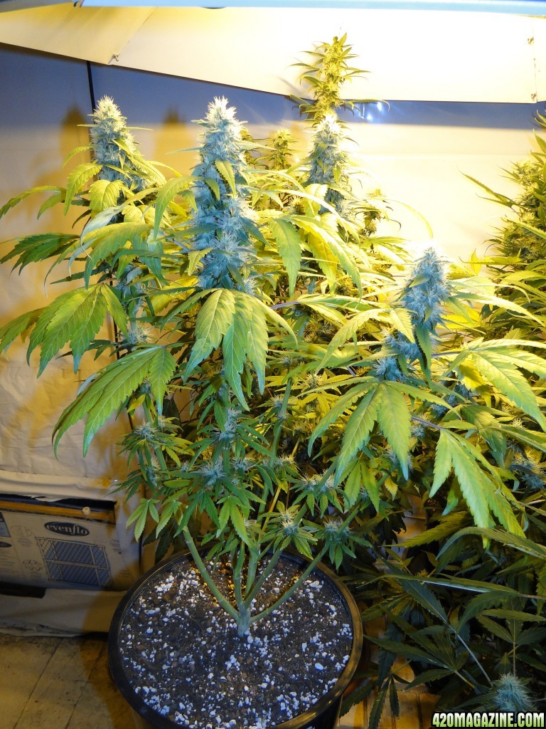 Organic Sour Diesel x OG Kush x Hindu Kush-Day 31 of Flowering