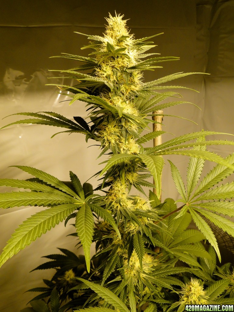 Organic Sour Diesel x OG Kush x Hindu Kush-Day 32