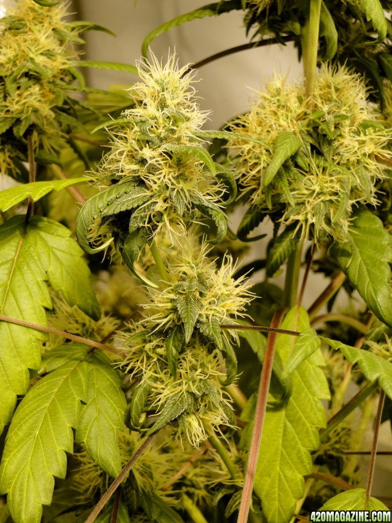 Organic Sour Diesel x OG Kush x Hindu Kush-Day 38