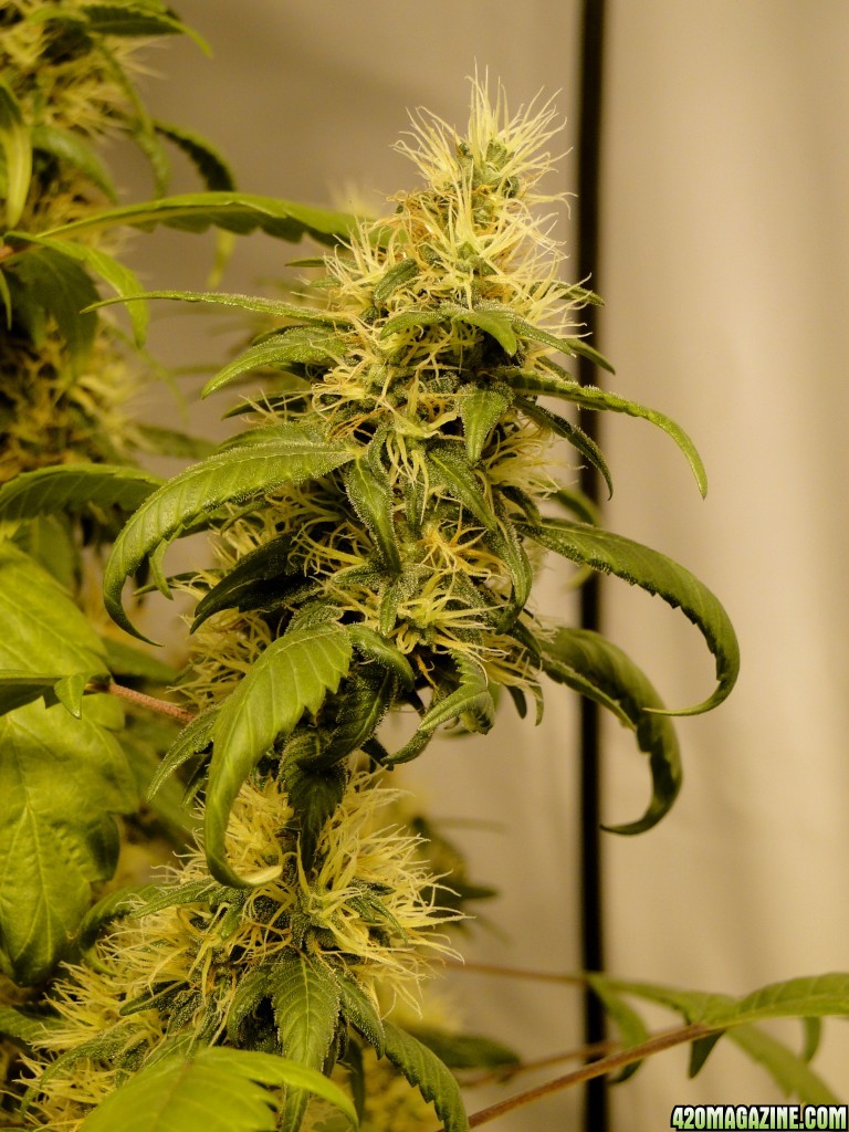 Organic Sour Diesel x OG Kush x Hindu Kush-Day 38