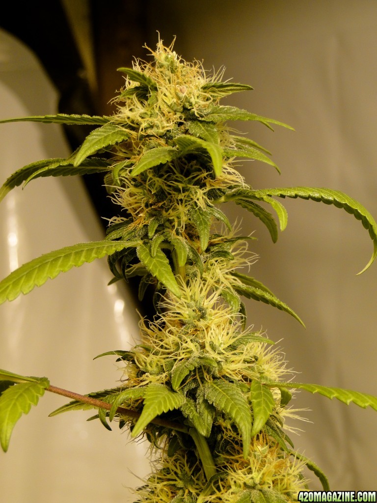 Organic Sour Diesel x OG Kush x Hindu Kush-Day 38