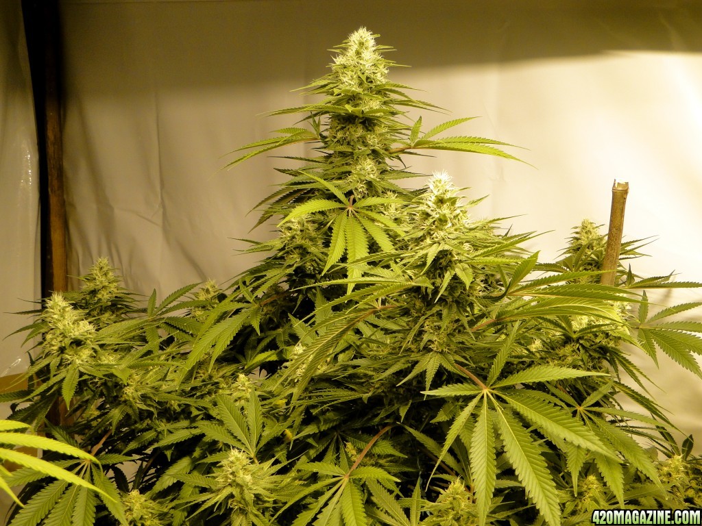 Organic Sour Diesel x OG Kush x Hindu Kush-Day 39 of Flowering