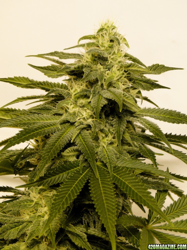 Organic Sour Diesel x OG Kush x Hindu Kush-Day 39 of Flowering