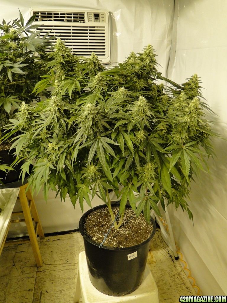 Organic Sour Diesel x OG Kush x Hindu Kush-Day 41 of Flowering